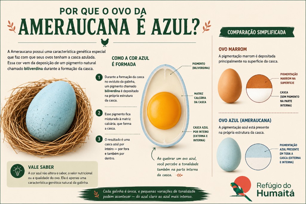 Ovo azul de galinha Ameraucana e explicação de por que a casca é azul