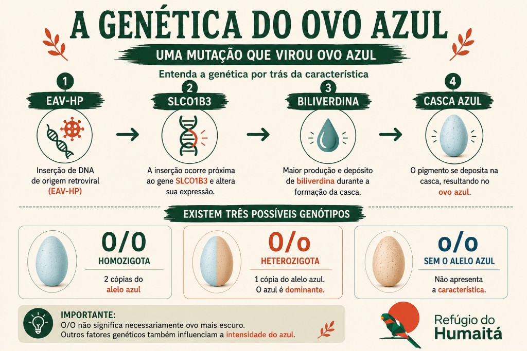 Genética do ovo azul da galinha Ameraucana mostrando homozigose, gene SLCO1B3 e biliverdina