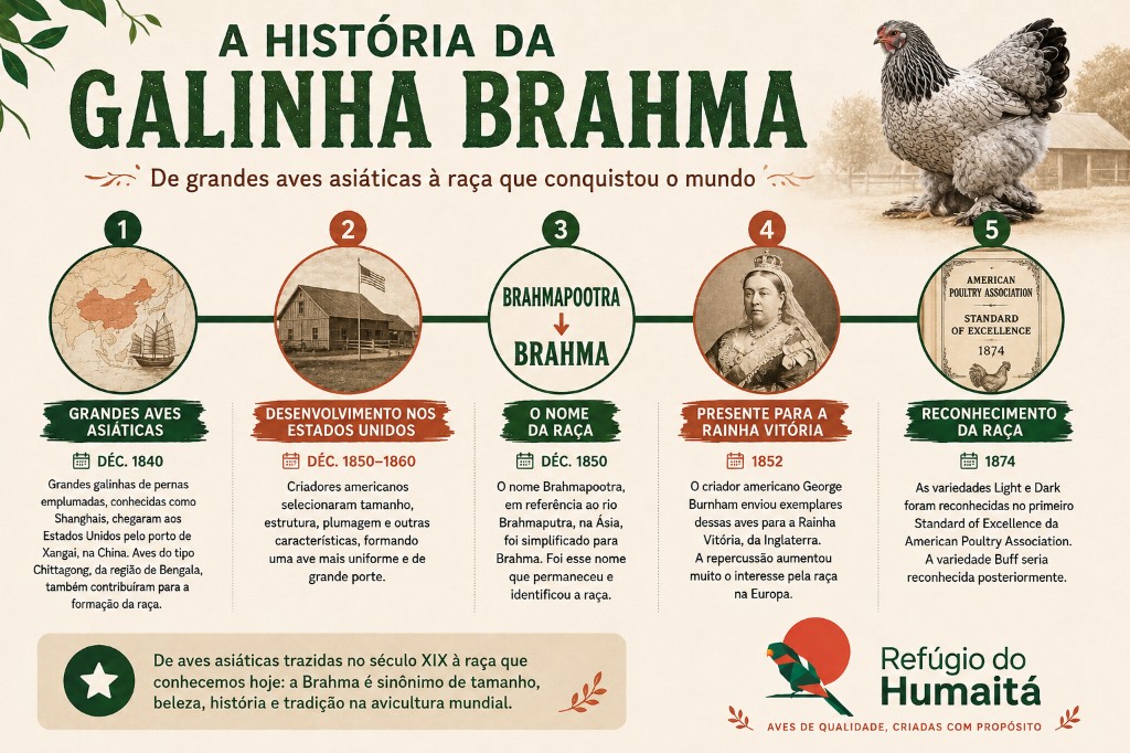 historia da galinha brahma