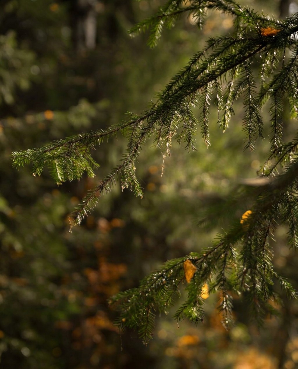 El bosque despu&eacute;s de la lluvia