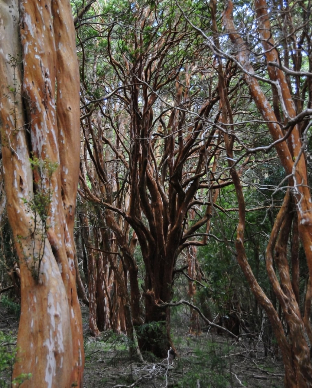 Lo que un bosque libera al aire
