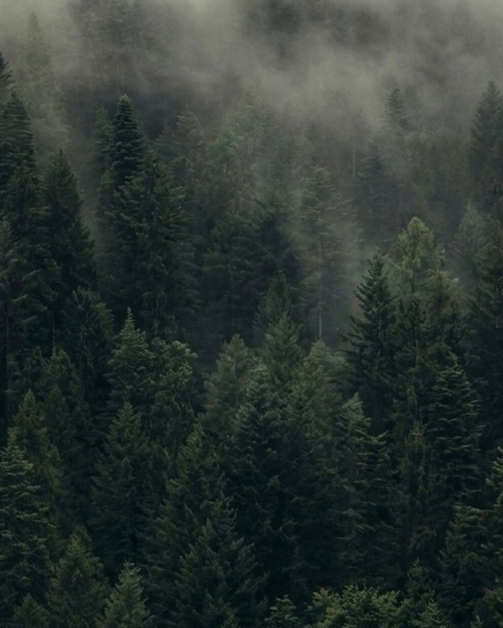 Fresh Forest Mist